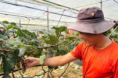Khi người trẻ chọn về quê