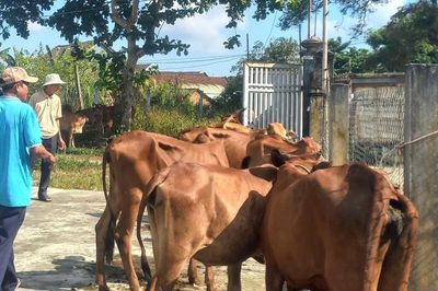 Xã Thăng Bình trao 28 con bò cái giống cho hộ nghèo chăn nuôi