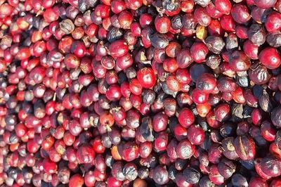 Cà phê quay đầu giảm mạnh 1.800 đồng/kg trong ngày cuối tháng 5