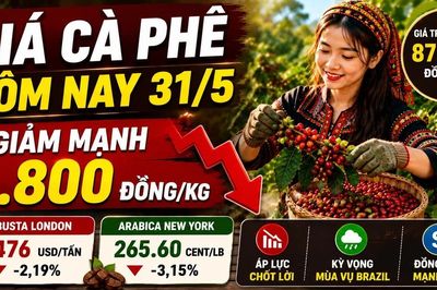 Giá cà phê hôm nay 31/5 lao dốc, mất tới 1.800 đồng/kg