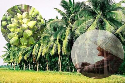 Bóng dừa, bóng ngoại rợp mát đời con