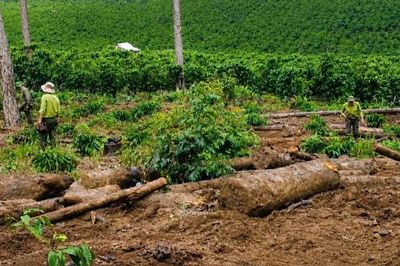 Công ty An Phú Nông đã trả khoản nợ 3,6 tỷ đồng cho Nhà nước hay chưa?