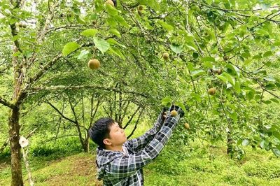 Phát triển cây trồng giá trị kinh tế cao, thúc đẩy kinh tế nông nghiệp hàng hóa bền vững