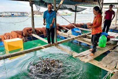 Nuôi cá lồng bè ở đảo Nam Du: Sinh kế giữa trùng khơi và đòn bẩy từ vốn tín dụng