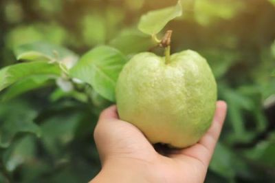 Bí quyết giảm cân bất ngờ từ loại quả quen thuộc với người Việt