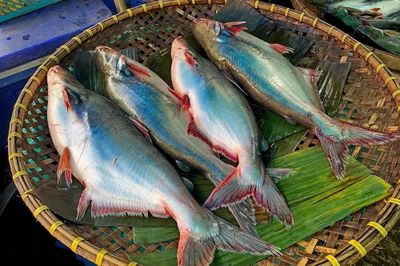 Loài cá có phần bụng siêu béo, thơm ngon giàu dinh dưỡng