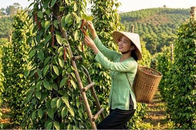 Giá tiêu hôm nay 1.6 đi ngang, nguồn cung ổn định trên cả nước