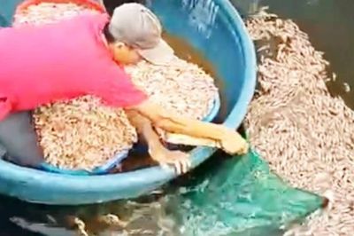 Quảng Trị: Điều tra vụ hồ tôm của người dân nghi bị đầu độc