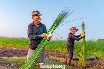 Theo chân người dân ra đồng từ mờ sáng vào vụ thu hoạch cói