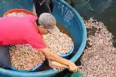 Tôm chết trắng hồ, hút cạn nước phát hiện vật lạ