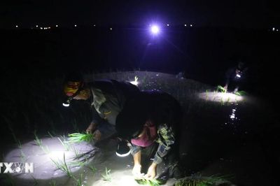 Nông dân Nghệ An đội đèn cấy lúa ban đêm để tránh nắng nóng gay gắt