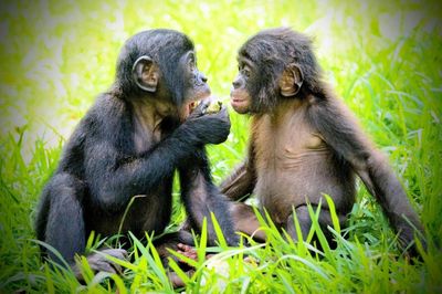 Bất ngờ linh trưởng có 'hội bạn thân' giống hệt con người