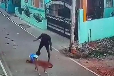 Bé gái bất ngờ bị đàn con chó tấn công và màn giải cứu gay cấn