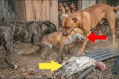 Vào làng trộm gà, cáo thành nạn nhân của hai chó pitbull
