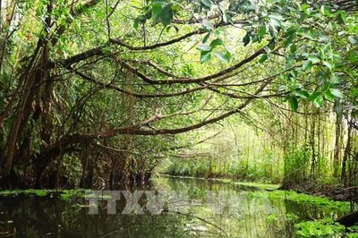 Cận cảnh cánh rừng tràm cổ thụ đẹp như tranh vẽ ở miền Tây