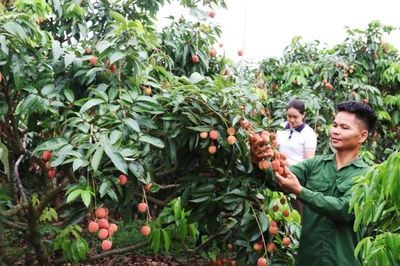 Vải thiều Bắc Ninh tiêu thụ hơn 30,1 nghìn tấn, giá bán tăng cao