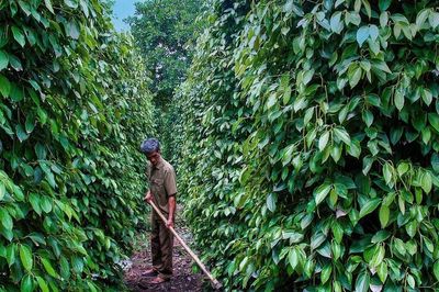 Giá cà phê hôm nay 1/6/2026: Thị trường bất ngờ đảo chiều giảm mạnh