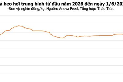 Giá heo hơi hôm nay 1/6: Giảm tại miền Bắc và miền Trung, dao động 66.000 - 68.000 đồng/kg