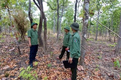 Gia Lai: Áp lực giữ rừng ngày càng gia tăng