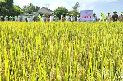 Xã Vạn Ninh tổ chức mô hình trình diễn giống lúa mới cho năng suất cao