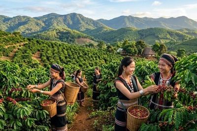 Giá cà phê hôm nay 1/6: Robusta và Arabica cùng lao dốc