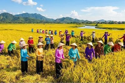 Giá lúa gạo hôm nay 1/6: Lúa thơm giảm giá, gạo xuất khẩu vẫn giữ vững