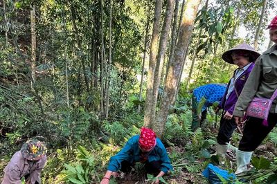 Tập huấn kỹ thuật phát triển cây nông dược bản địa dưới tán rừng tại xã Bát Xát