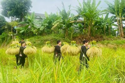 Niềm vui mùa gặt