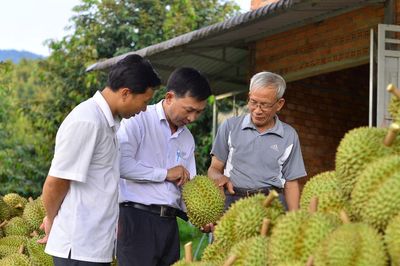 Sầu riêng và nỗi niềm chung