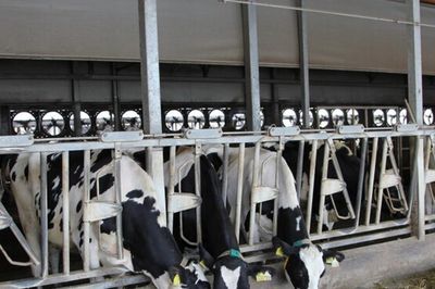 Ngành sữa Việt Nam đặt mục tiêu tăng trưởng 14% mỗi năm và tự chủ 65% nguyên liệu