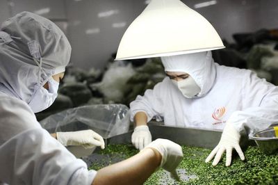 Phát triển công nghiệp chế biến, nâng cao giá trị rau, quả tại Lâm Đồng