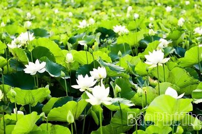 Hương sen gọi mùa