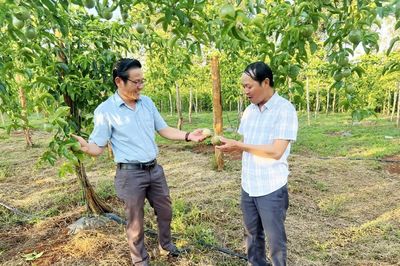 Liên kết trồng chanh leo ở Tân Lập