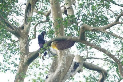 Săn ong mật giữa đại ngàn Trường Sơn