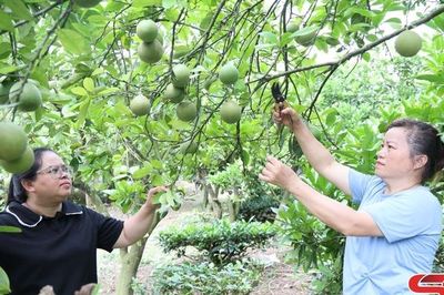 Tập trung chăm sóc cây bưởi thời kỳ quả non