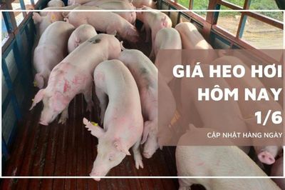 Ngày 1/6: Giá heo hơi cả nước không biến động quá mạnh