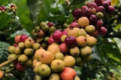 Giá cà phê giảm 700 đồng/kg, thị trường bước vào nhịp điều chỉnh ngắn hạn