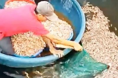 Nghi bị đầu độc, tôm chết nổi trắng mặt hồ ở Quảng Trị
