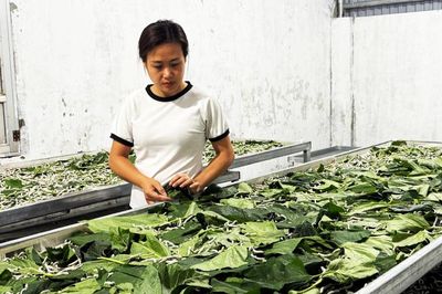 Mô hình trồng dâu, nuôi tằm giúp phụ nữ vươn lên