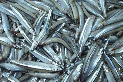 3 loại cá rẻ bèo ngoài chợ nhưng bổ ngang 'nhân sâm', nhiều người tiếc vì biết quá muộn