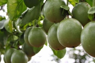 Loại quả leo bờ rào nay thành đặc sản giá 90.000 đồng/kg, trồng một lần ở ban công sẽ cho quả từ năm này qua năm khác
