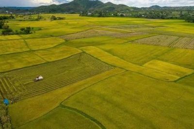 Hành trình hữu cơ và sức hút du lịch canh nông tại cánh đồng lúa Buôn Choáh