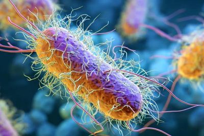 Biến đổi khí hậu có thể làm gia tăng tình trạng kháng kháng sinh ở vi khuẩn Salmonella