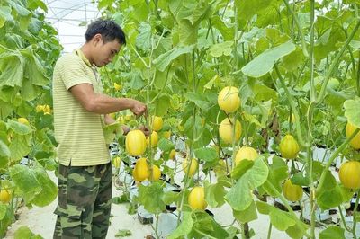 Khi nông dân Thủ đô đồng hành cùng nông sản sạch
