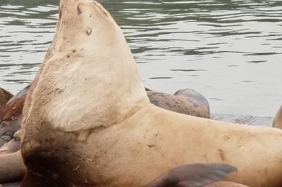'Quái vật biển' nặng gần 1 tấn bất ngờ xuất hiện trên bến cảng: Kích thước to ngang một chiếc xe hơi