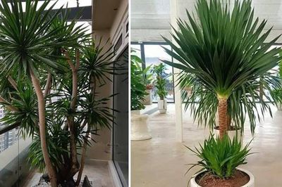 Top cây cảnh 'quốc dân' size lớn được giới nhà giàu săn đón: Nhà bạn có chưa?