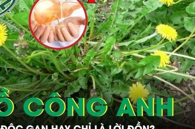 Rễ bồ công anh: 'Thần dược' giải độc gan hay chỉ là lời đồn?