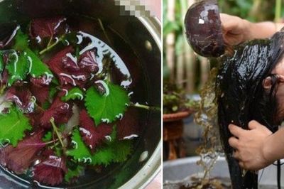 Dùng nước tía tô gội đầu mọc tóc con hiệu quả như thế nào?