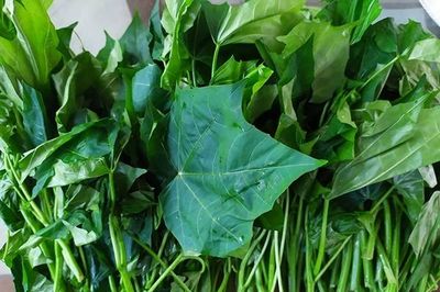 Cây rau mì chính có tác dụng gì?