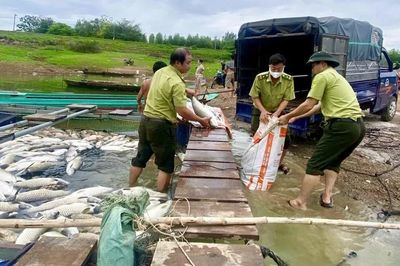 Cá chết trắng bè, người dân 'trắng tay'